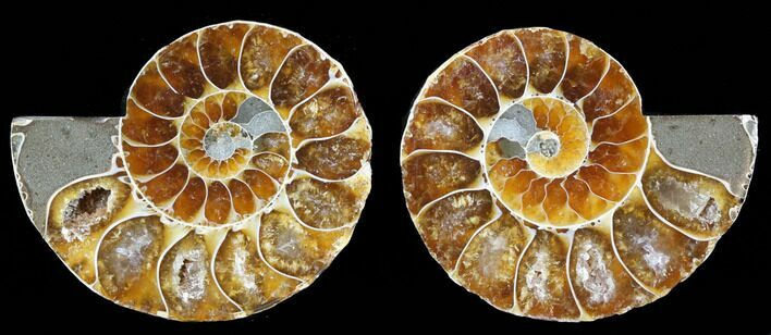 Small Desmoceras Ammonite Pair - #40576